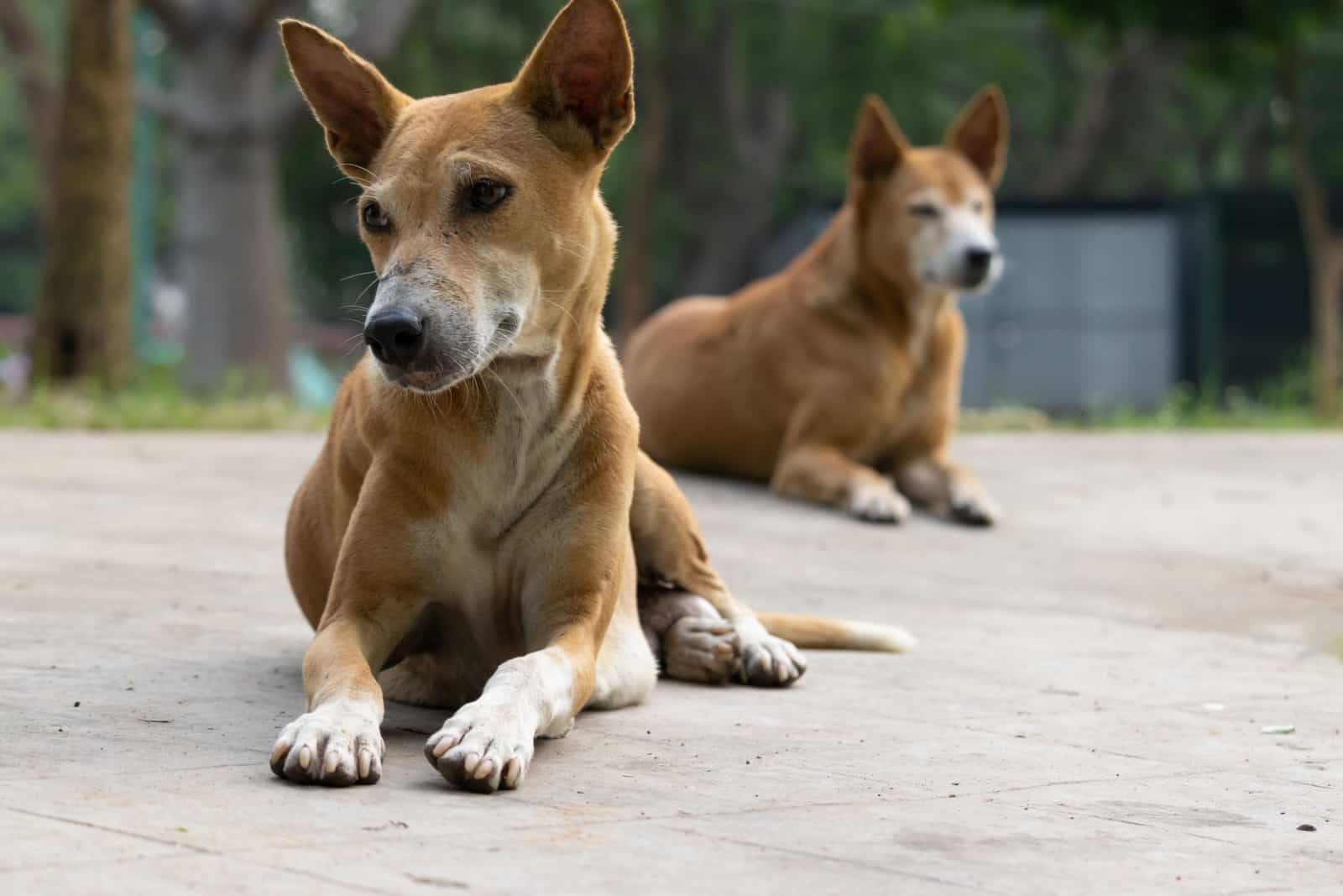 Close up of street dogs sitting on road