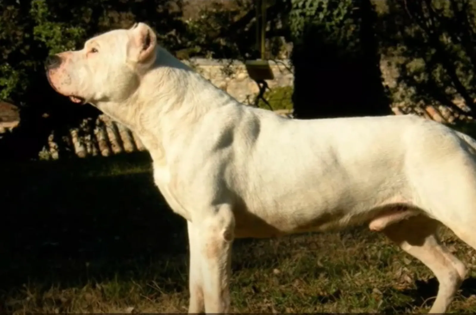 Cordoba Fighting Dog standing outside