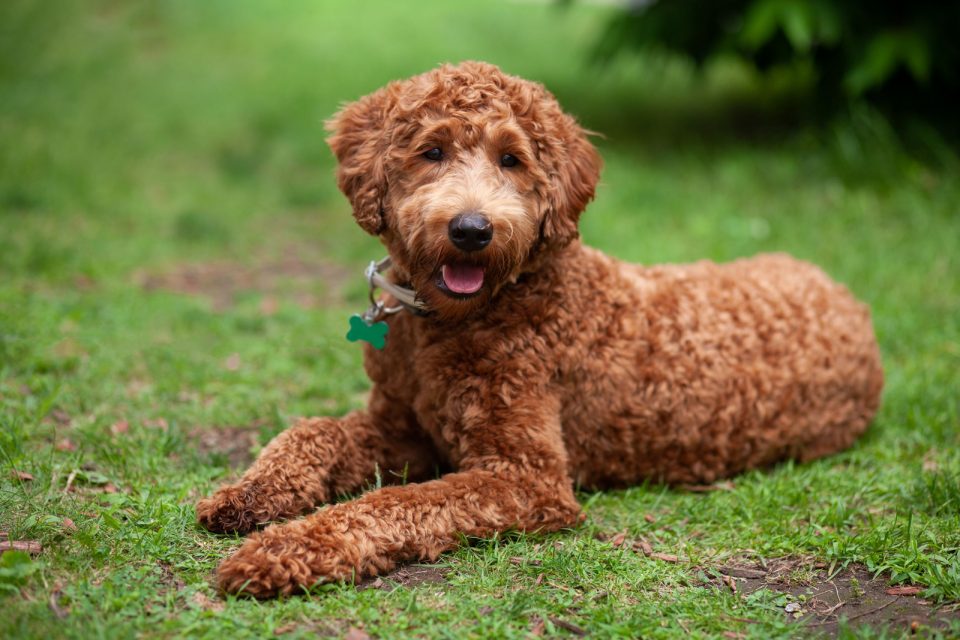 The Labradoodle Feeding Chart And Healthy Diet Guide