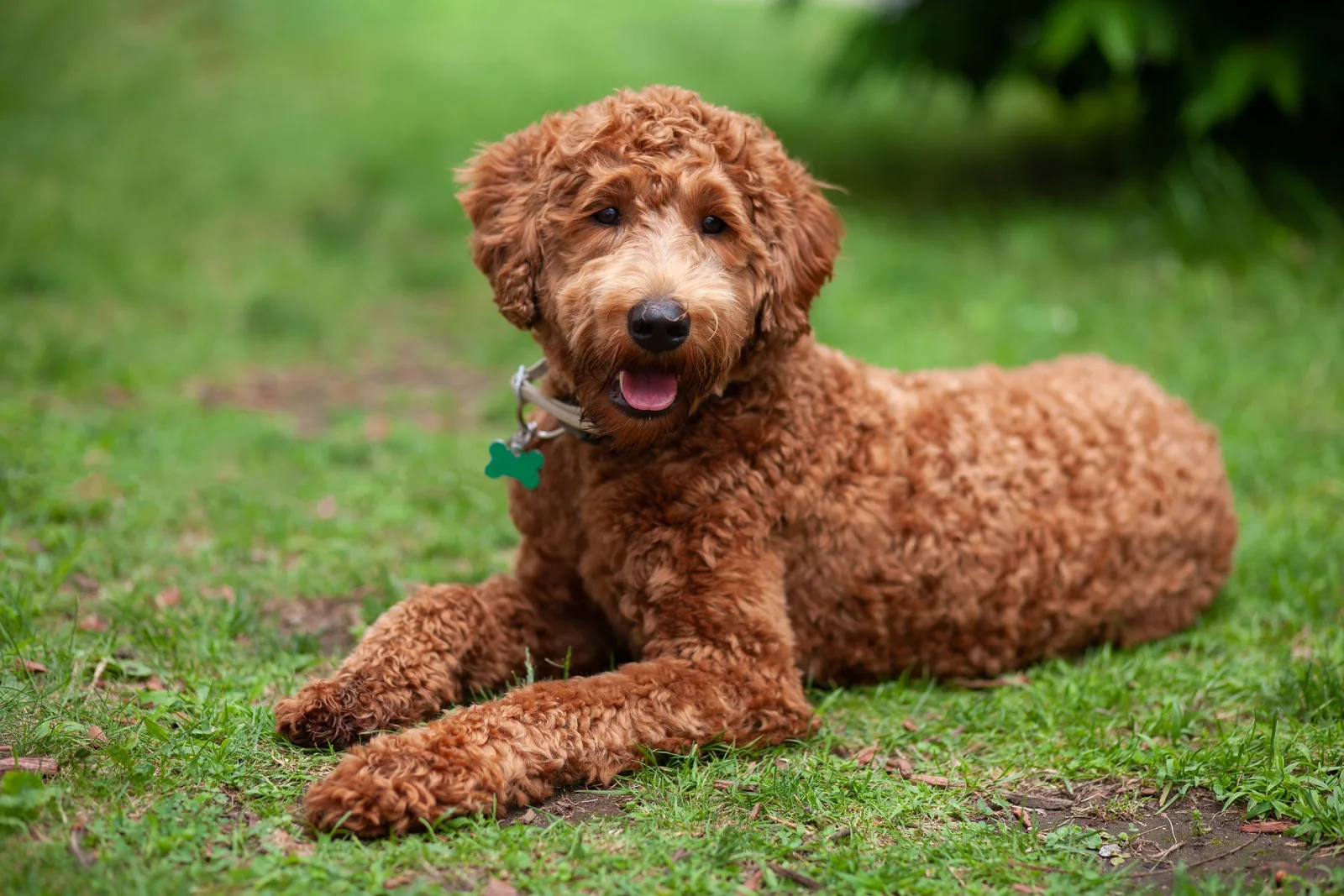 Cute brown labradoodle lying down on the grass.