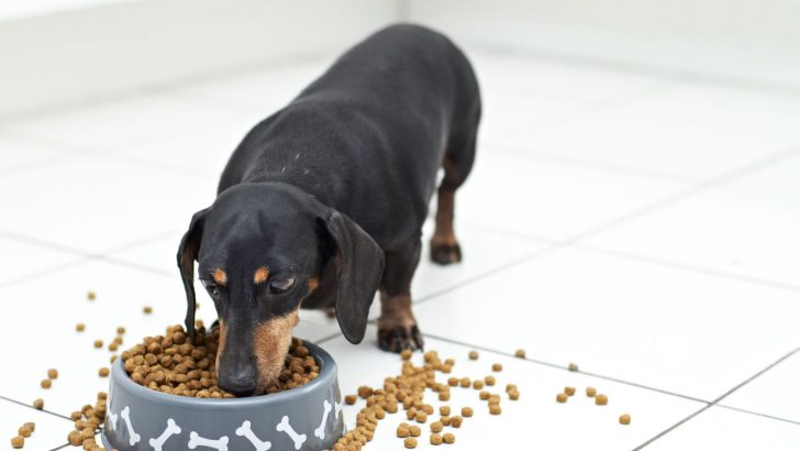Dachshund Feeding Chart: A Look Into A Wiener Dog’s Diet