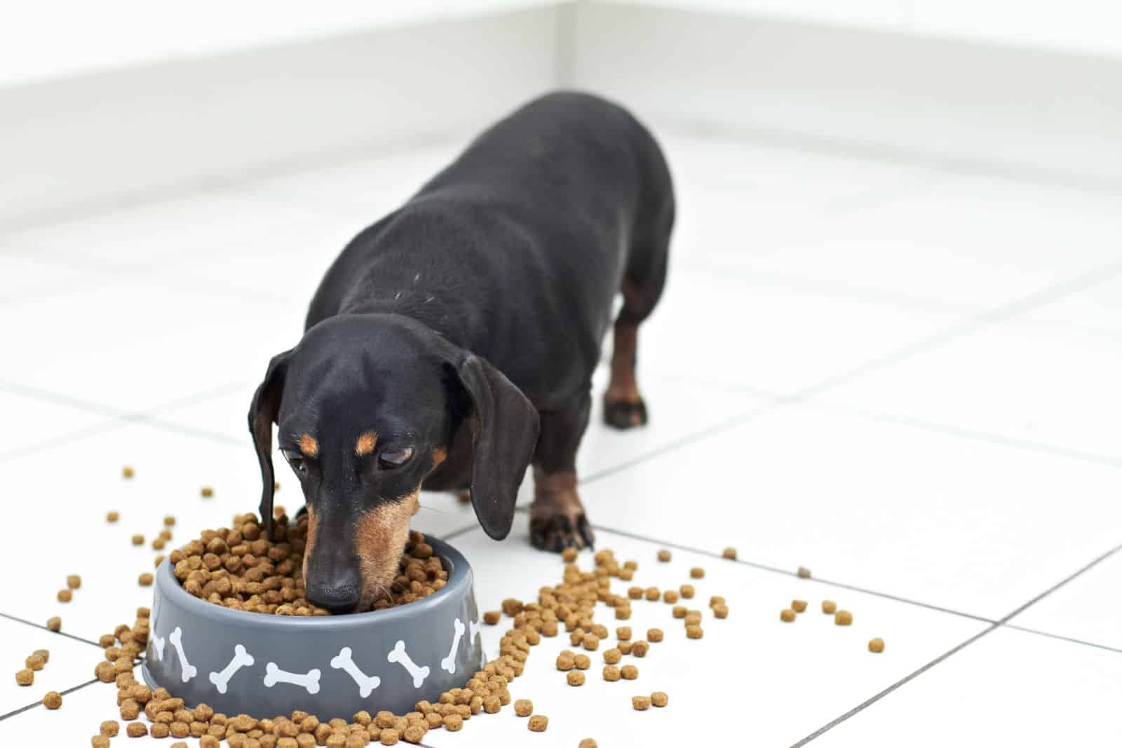 Dachshund Feeding Chart: A Look Into A Wiener Dog’s Diet