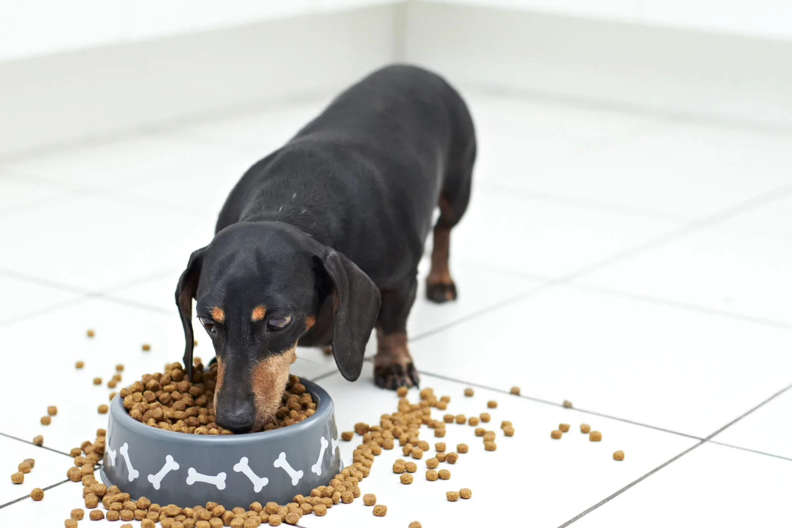 dachshund eating dog food from a bowl