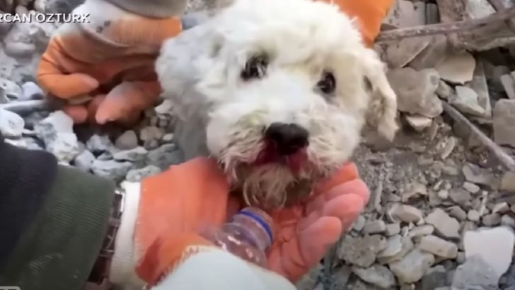Digging Up For Life: Rescuers Save A Little Dog From The Ruins