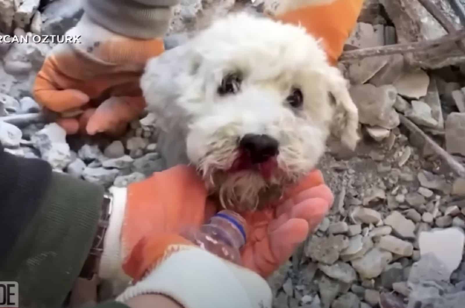 Rescuers Dug Little Dog From The Rubble Only By Their Hands