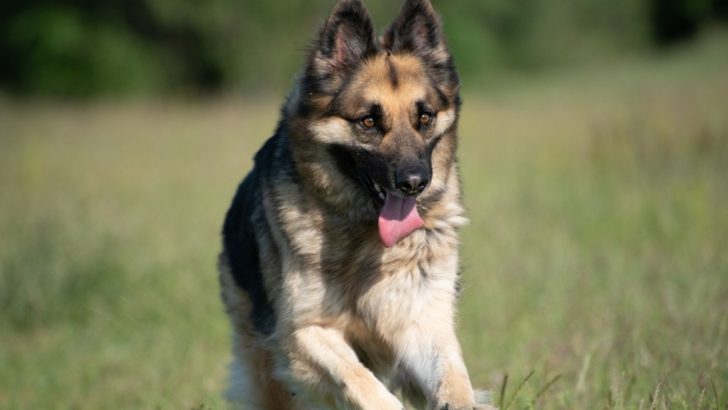 Discovering The Fascinating German Shepherd Dog History