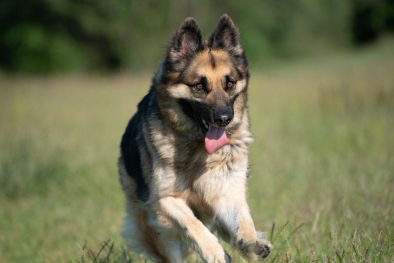 german shepherd running fast