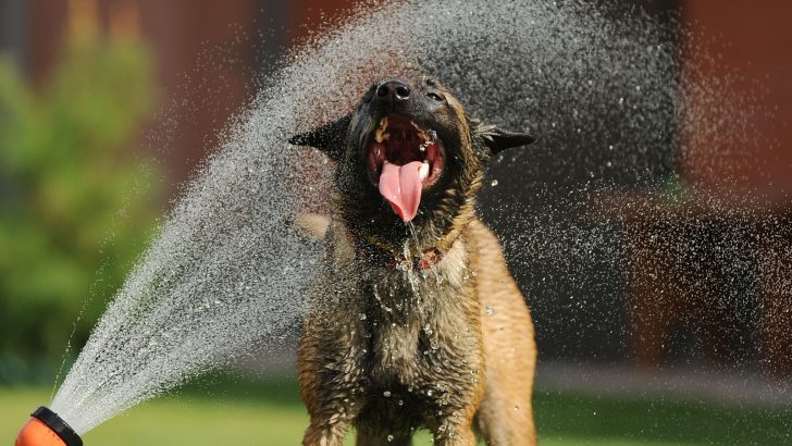 Do Belgian Malinois Like Water? Find Your Answer In The Pool