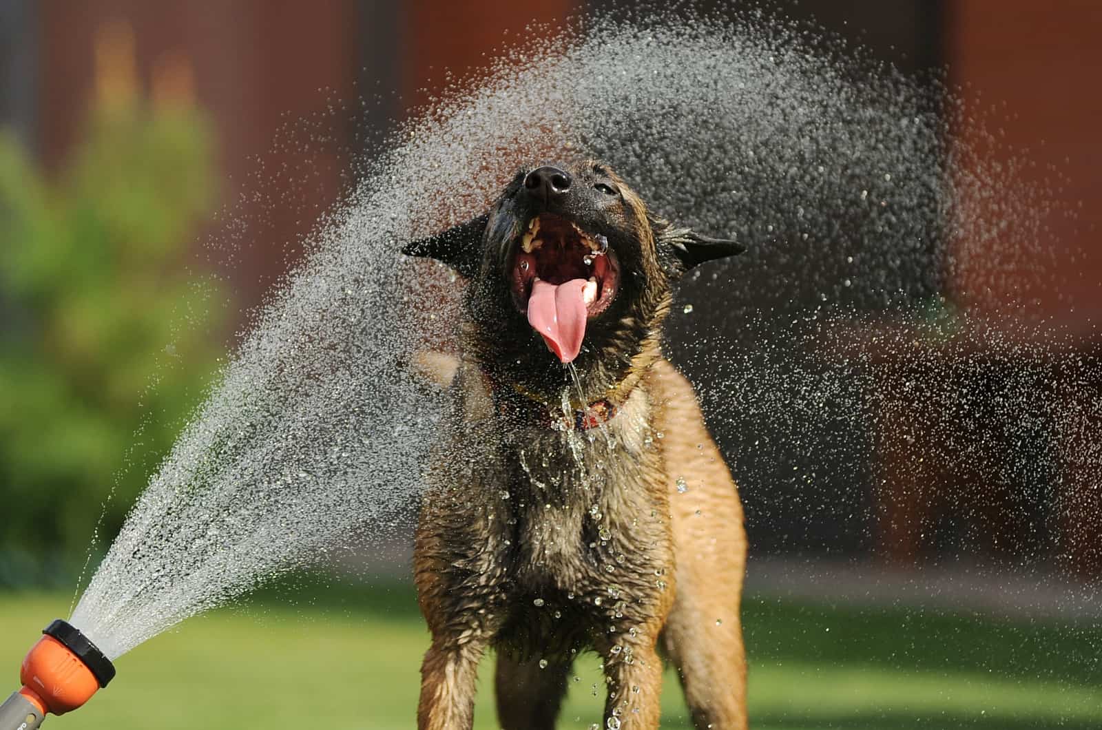 Belgian Malinois playing with water