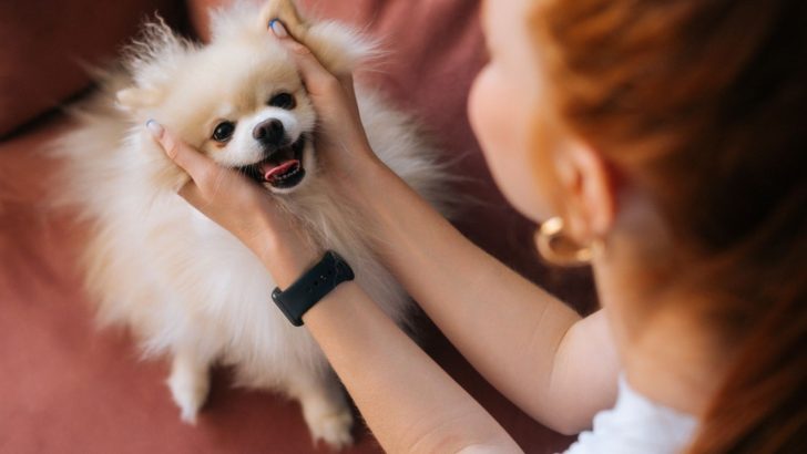 Do Dogs Like When You Talk To Them? Depends On The Wording