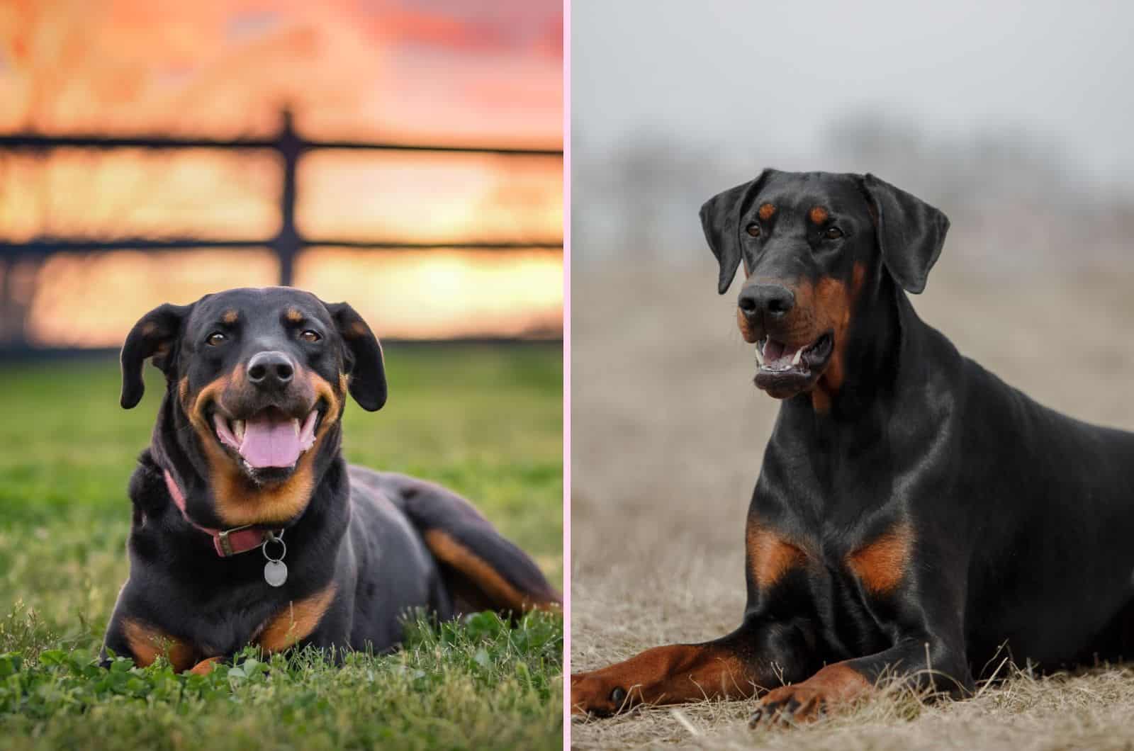 Doberman And Rottweiler side by side