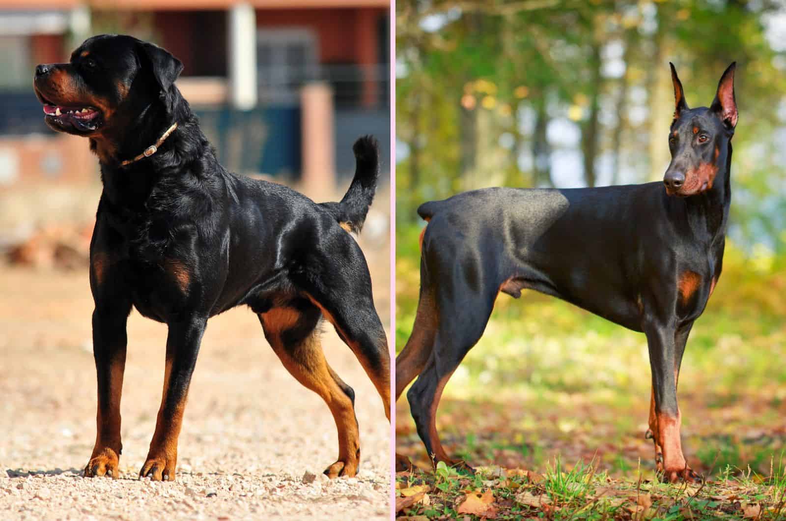 Doberman And Rottweiler standing outside