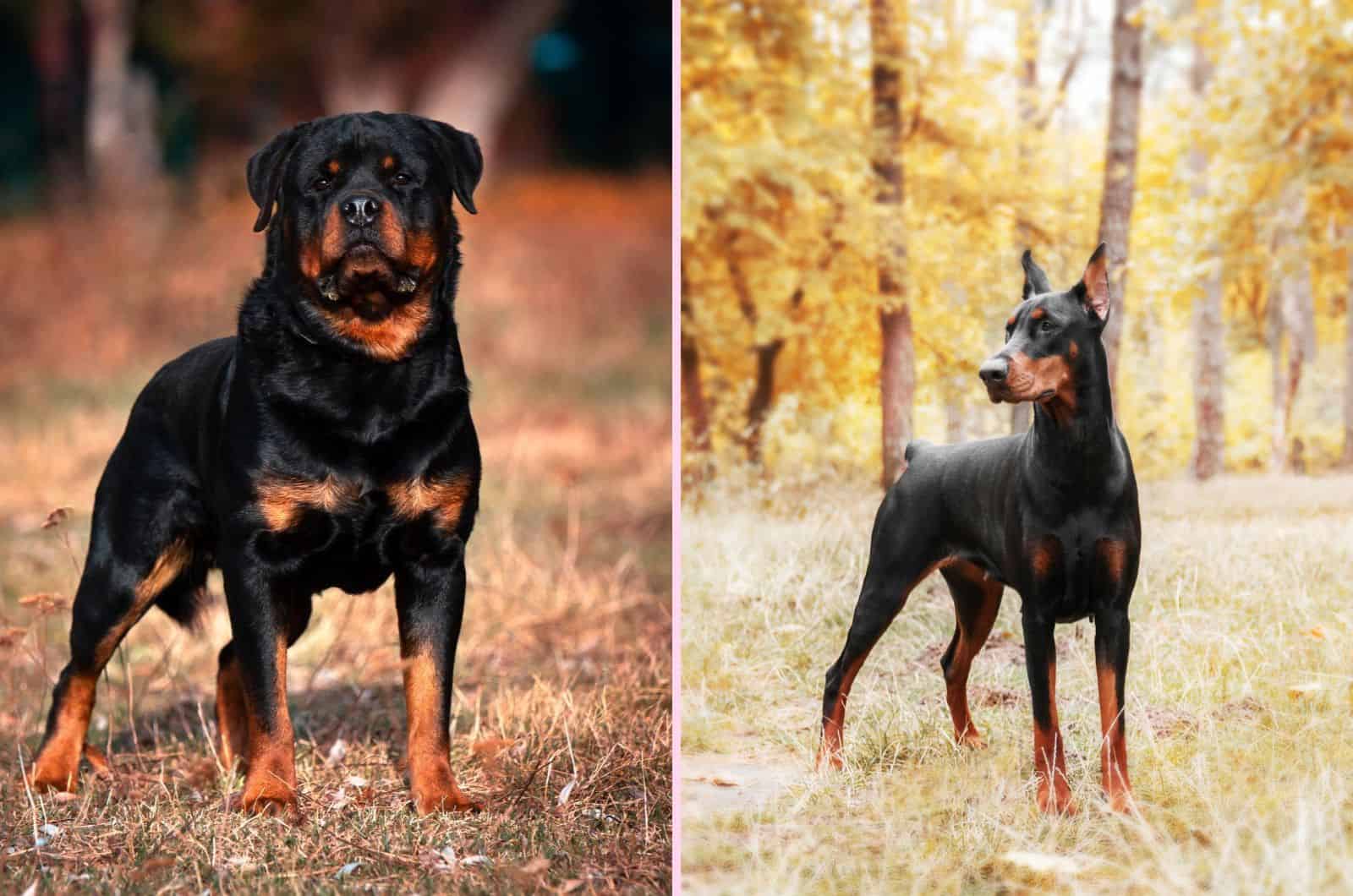 Doberman And Rottweiler