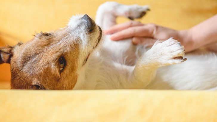 Dog Behavior 101 – Why Do Dogs Like Belly Rubs
