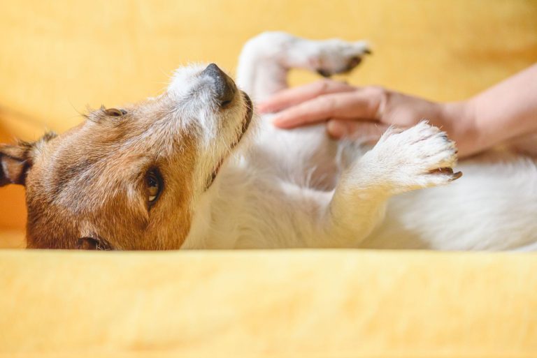 a woman massages a dog's belly