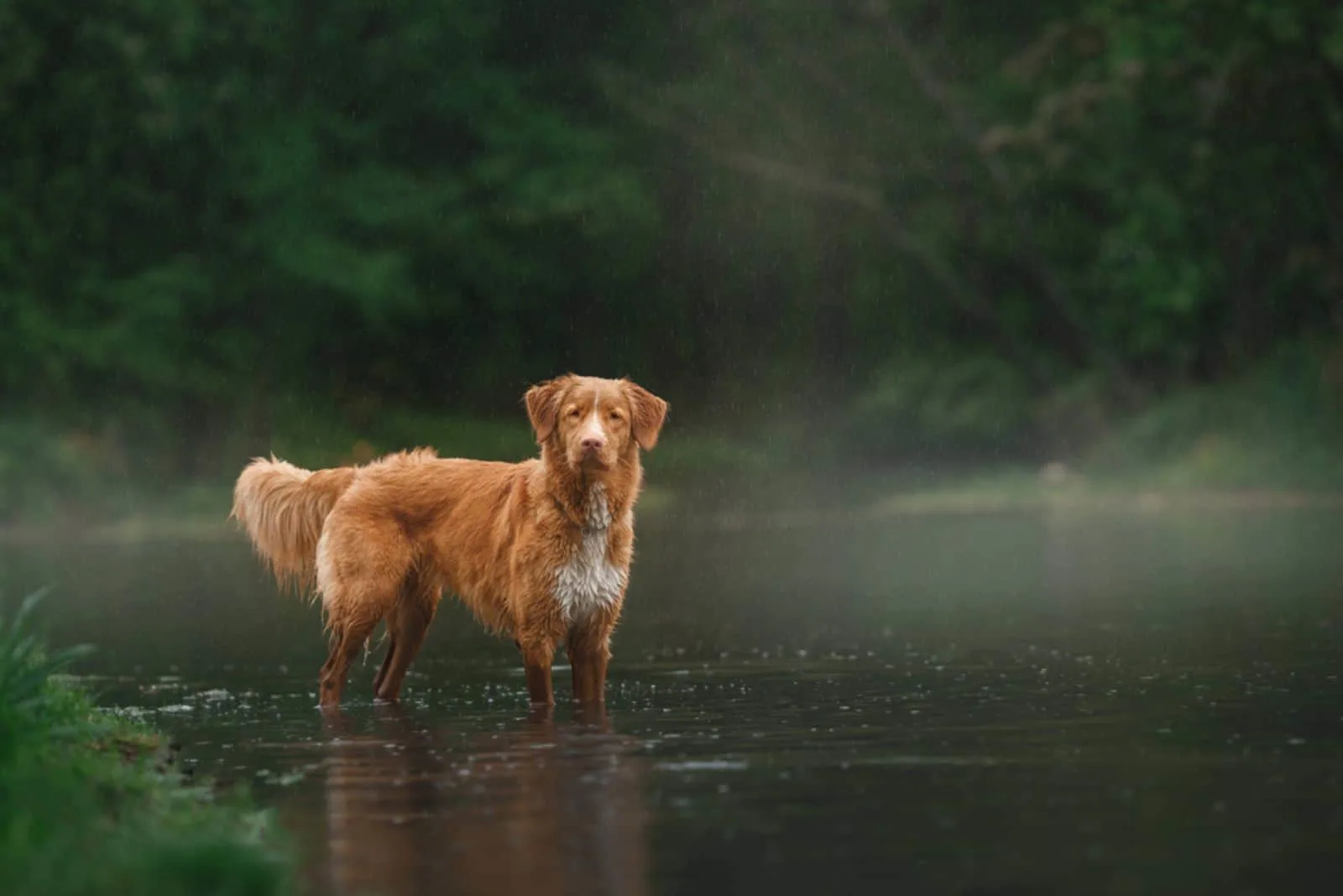 Dog Nova Scotia Duck Tolling Retriever walking by the lake