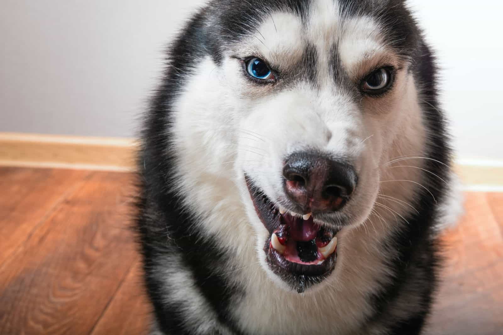 Dog bared and growls into the camera. Siberian Husky is angry and shows fangs.