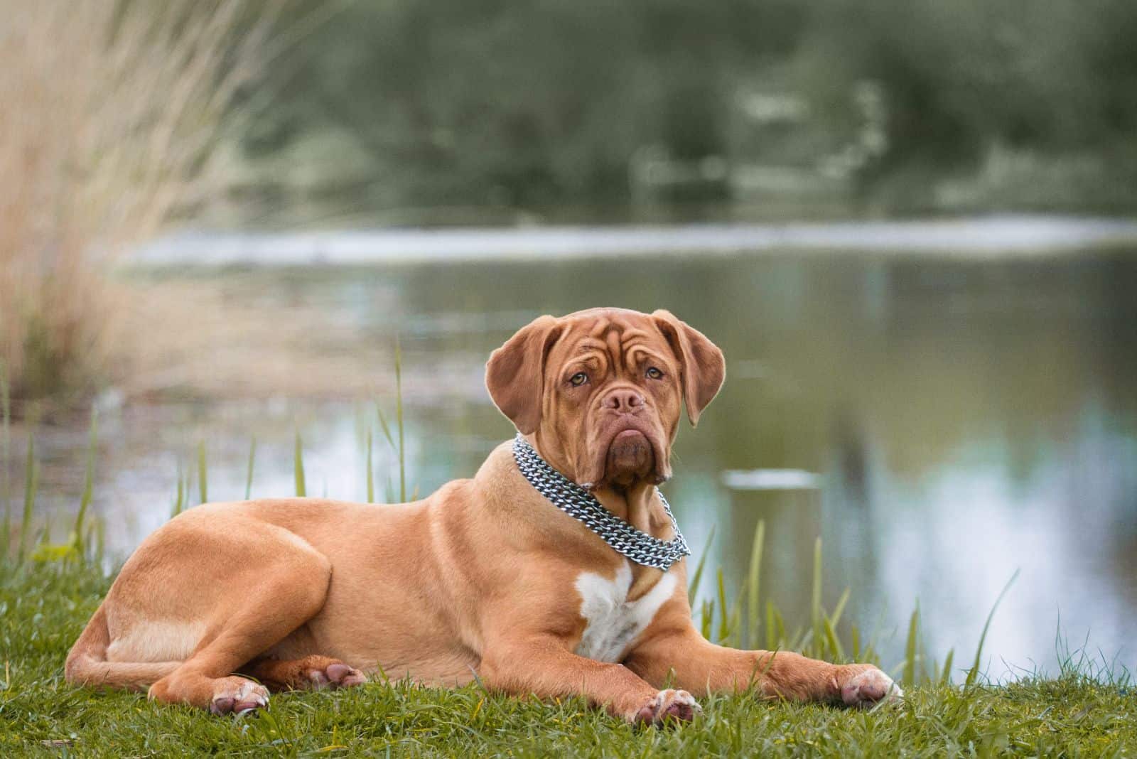 Dogue De Bordeaux lies by the lake