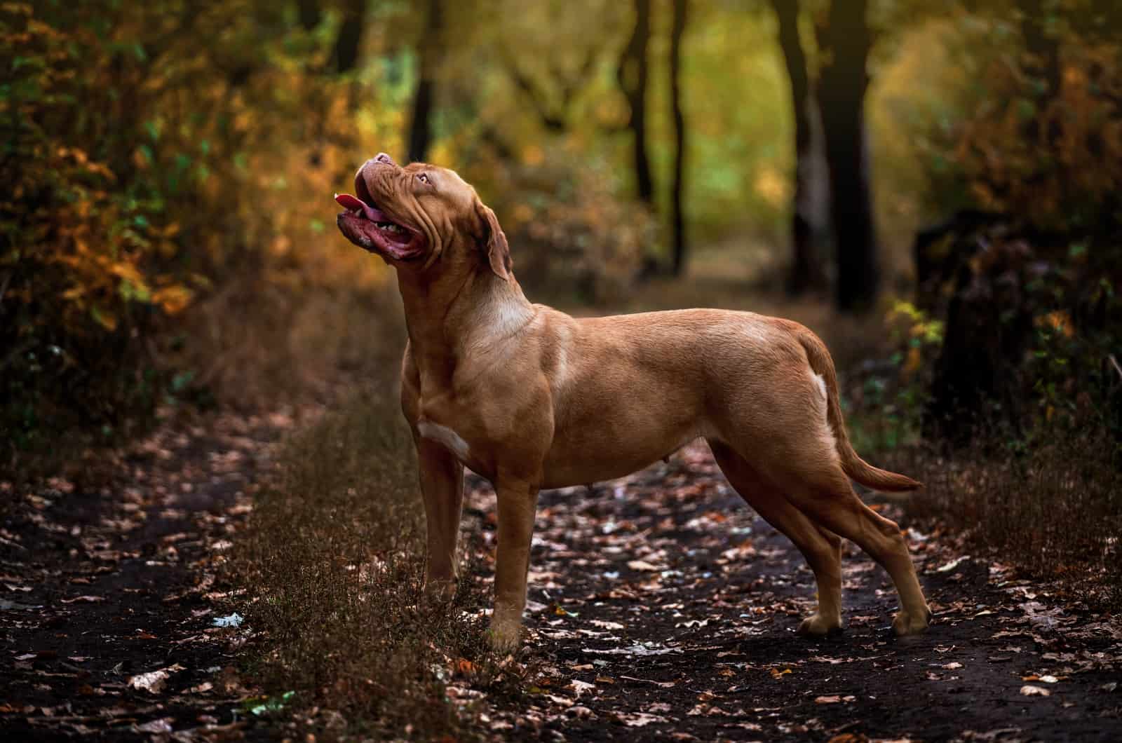 Dogue De Bordeaux