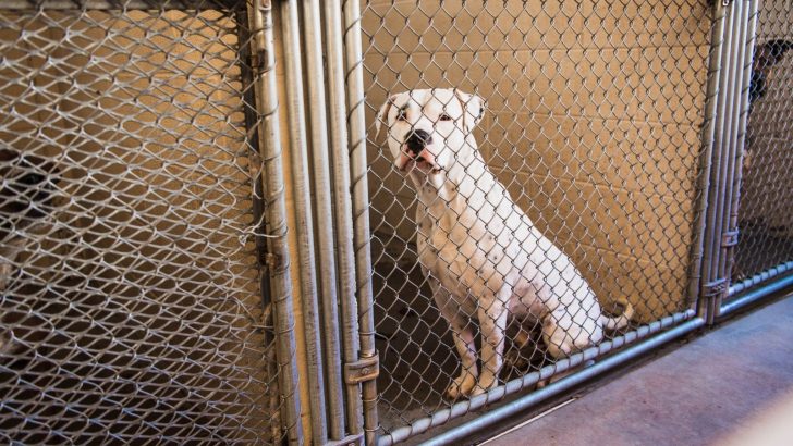 Dreadful Reasons Why There Are So Many Pitbulls In Shelters 