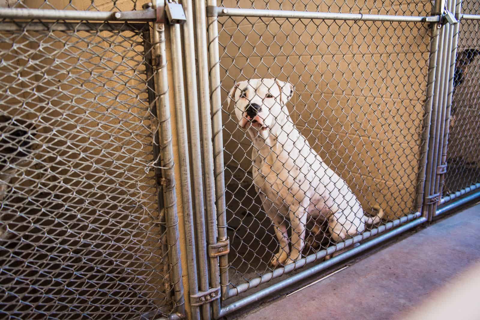 Stray White American Bull Dog Pit Bull Mixed Breed Dog at the shelter