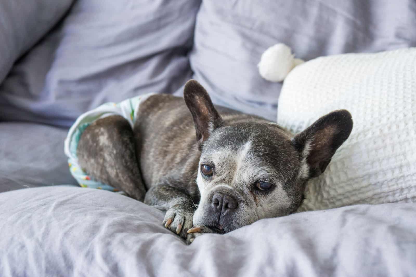 Elderly French Bulldog wearing diapers and sleeping on the couch