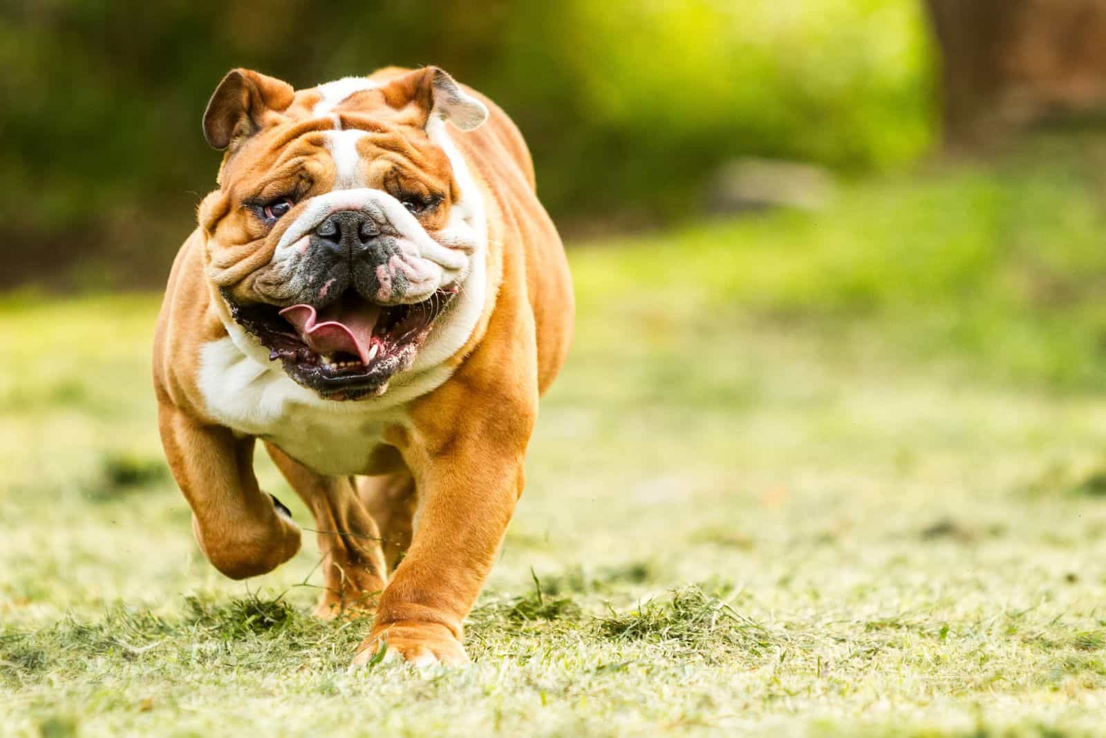 English Bulldog runs across the field