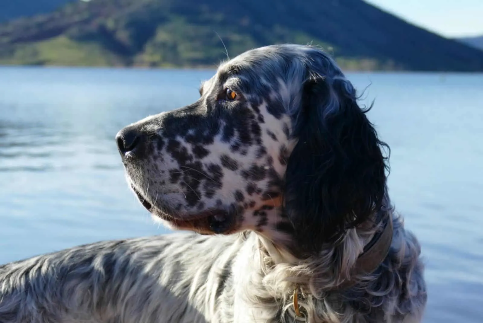 English Setter dog in front of a lake