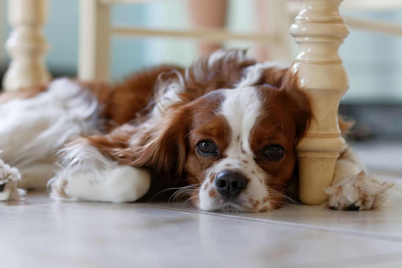 English Toy Spaniel