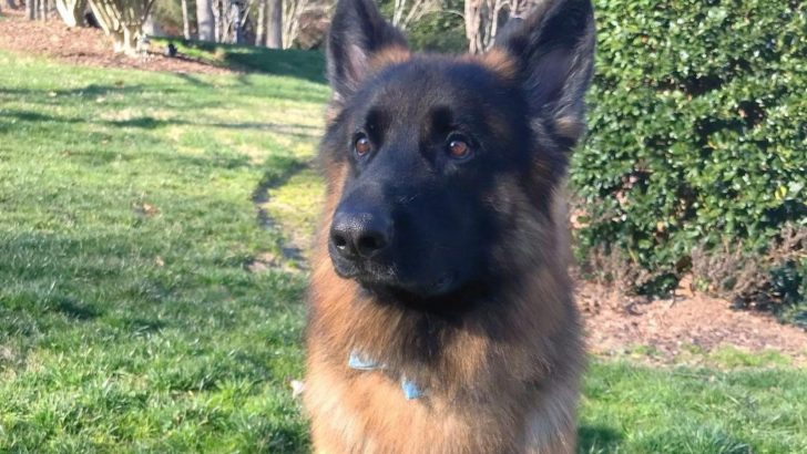Everything About The King Shepherd