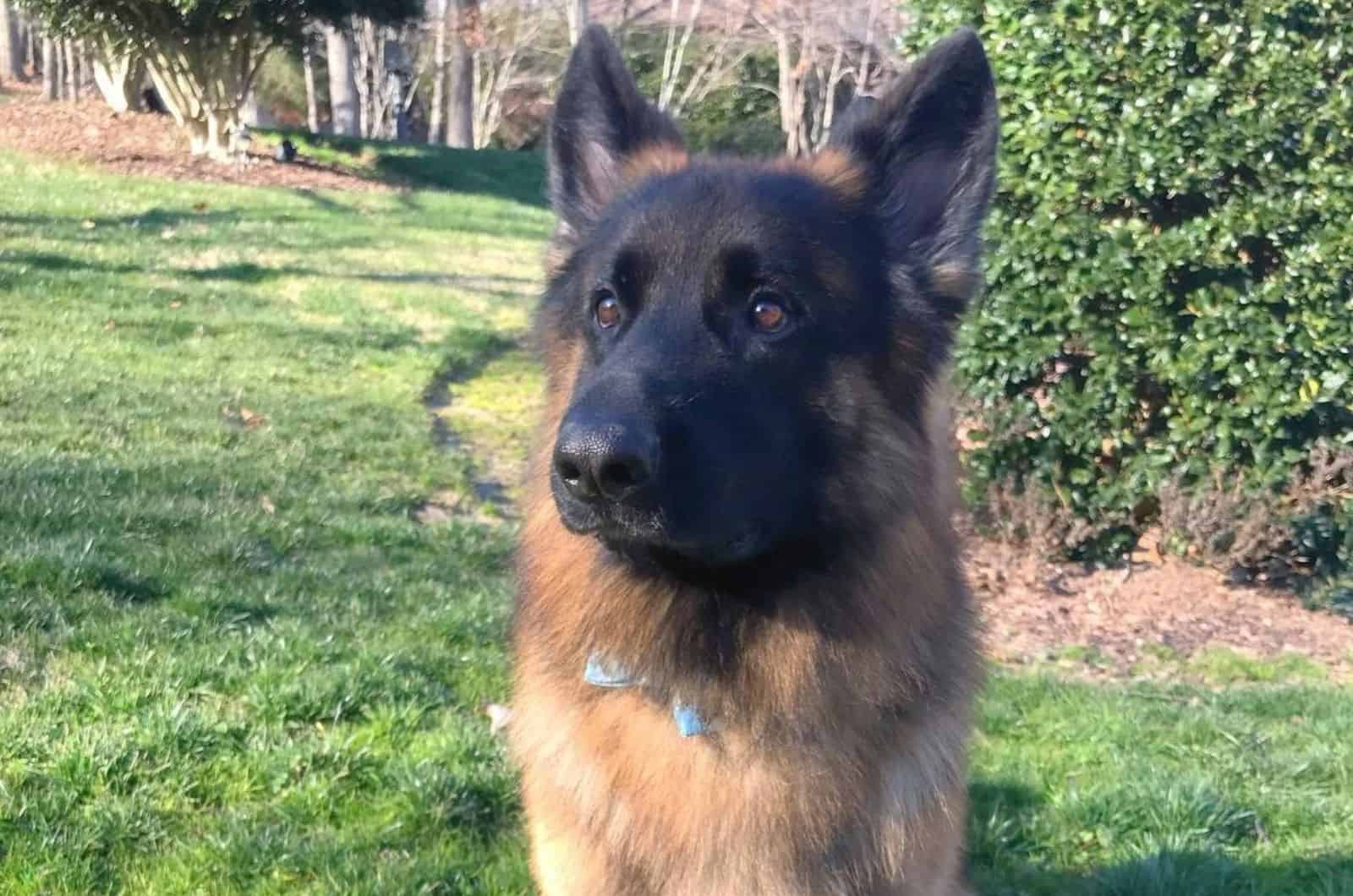 king shepherd portrait