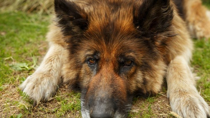 Everything You Need To Know About German Shepherd Allergies
