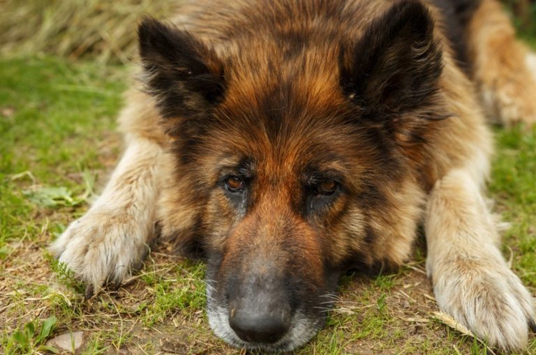 german shepherd lying on the ground