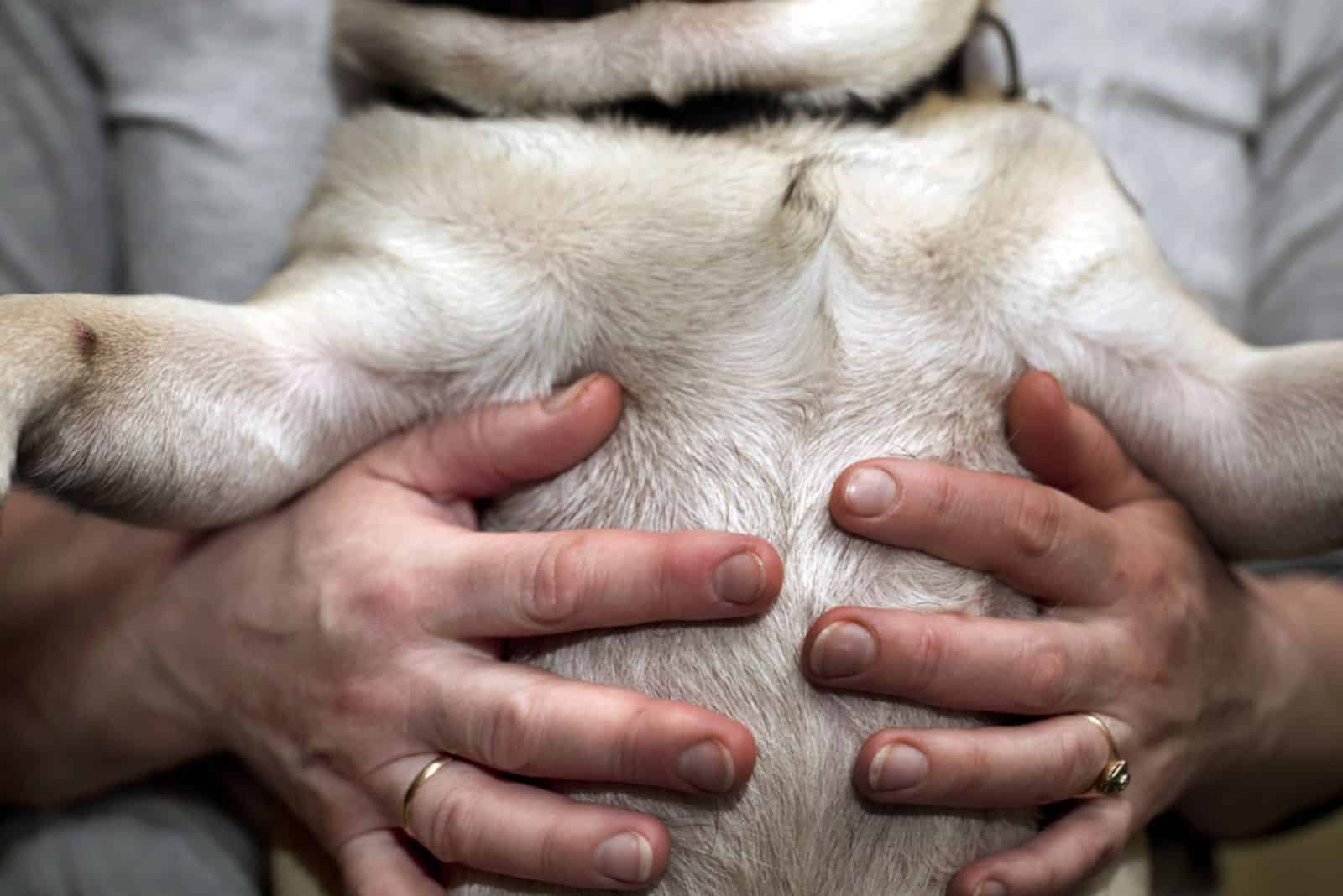 Female hands holding a small breed dog or puppy