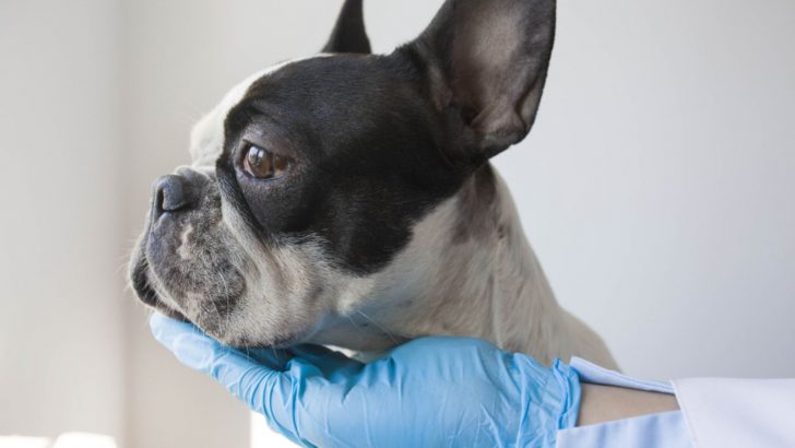 French Bulldog Nose Surgery: When To Do It