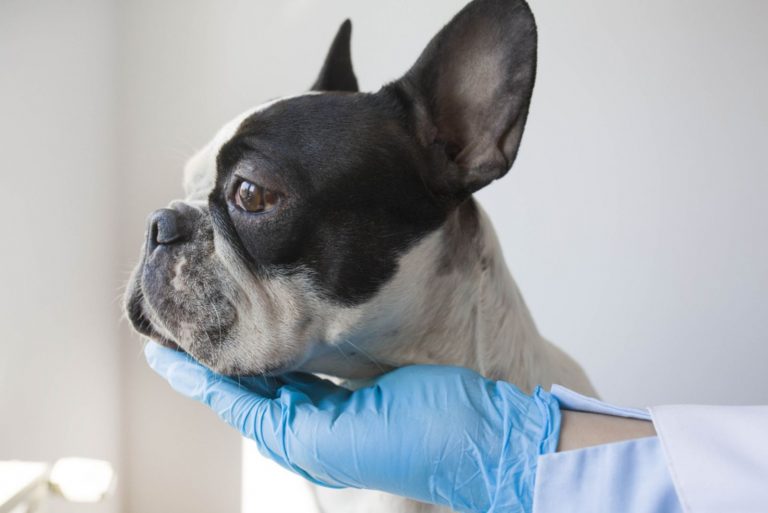 veterinarian holding french bulldog head