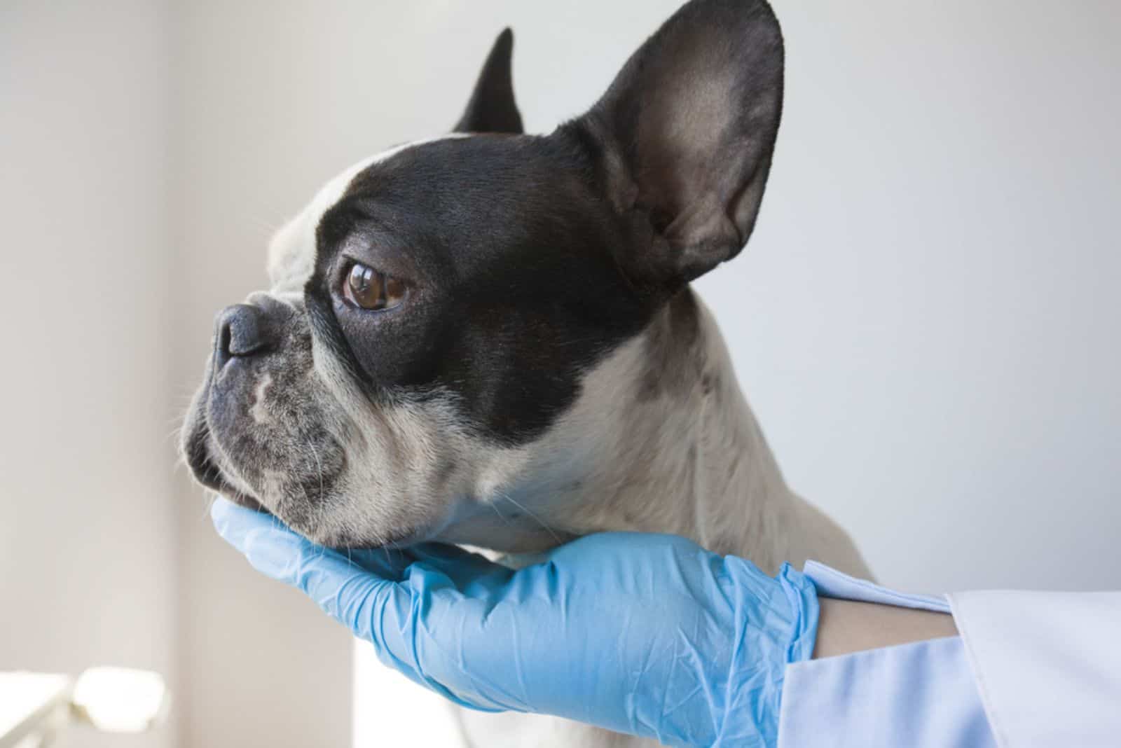 French Bulldog Nose Surgery: When To Do It