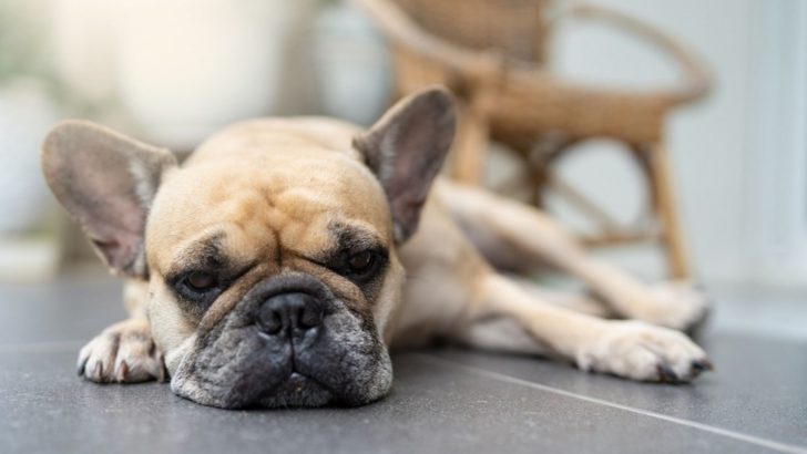 French Bulldog Separation Anxiety – 11 Ways To Help Your Dog