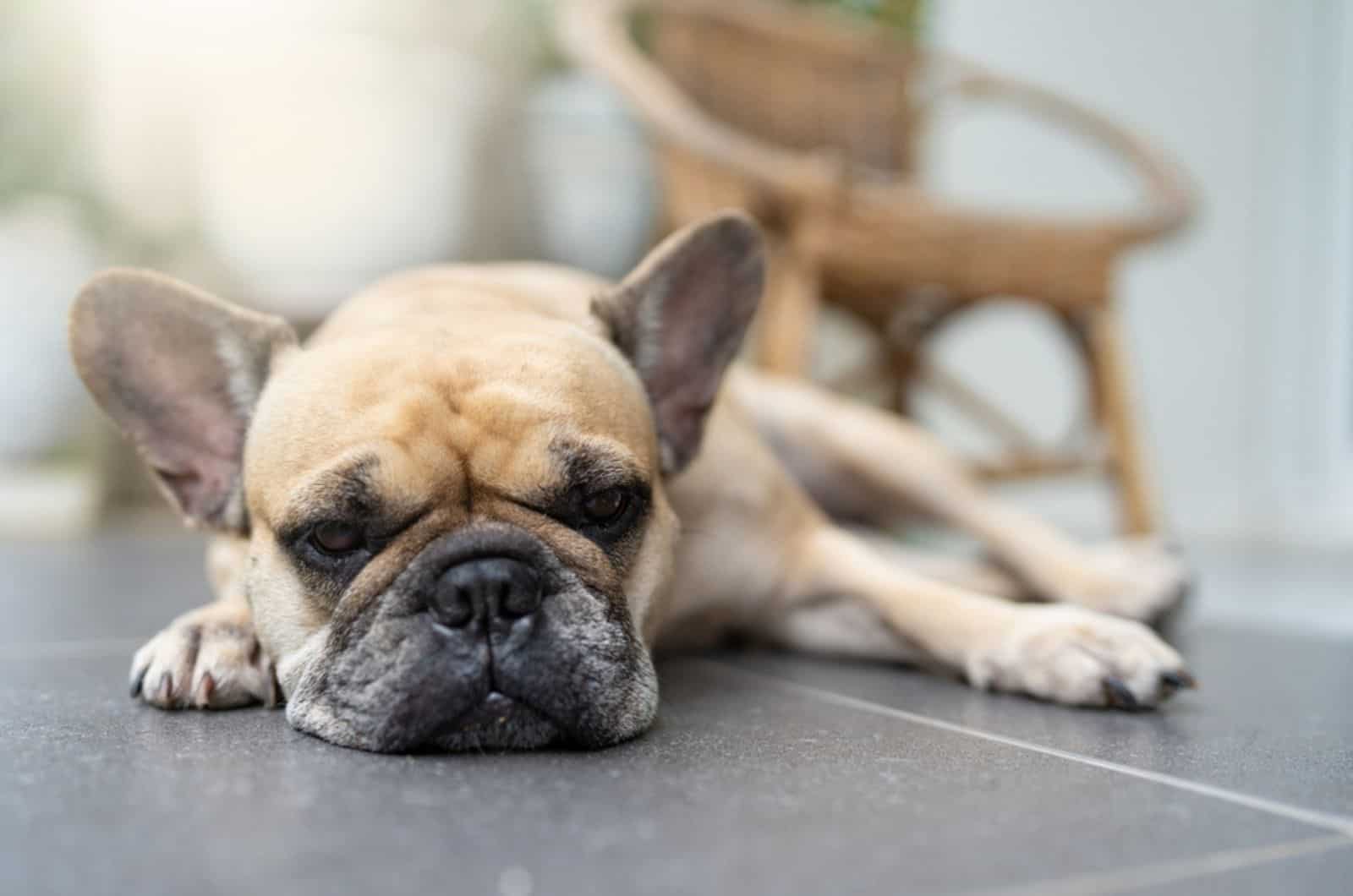 French Bulldog Separation Anxiety – 11 Ways To Help Your Dog