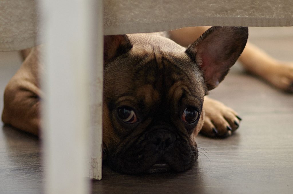 Why Does My French Bulldog Drag Her Bum? 7 Tushie Troubles