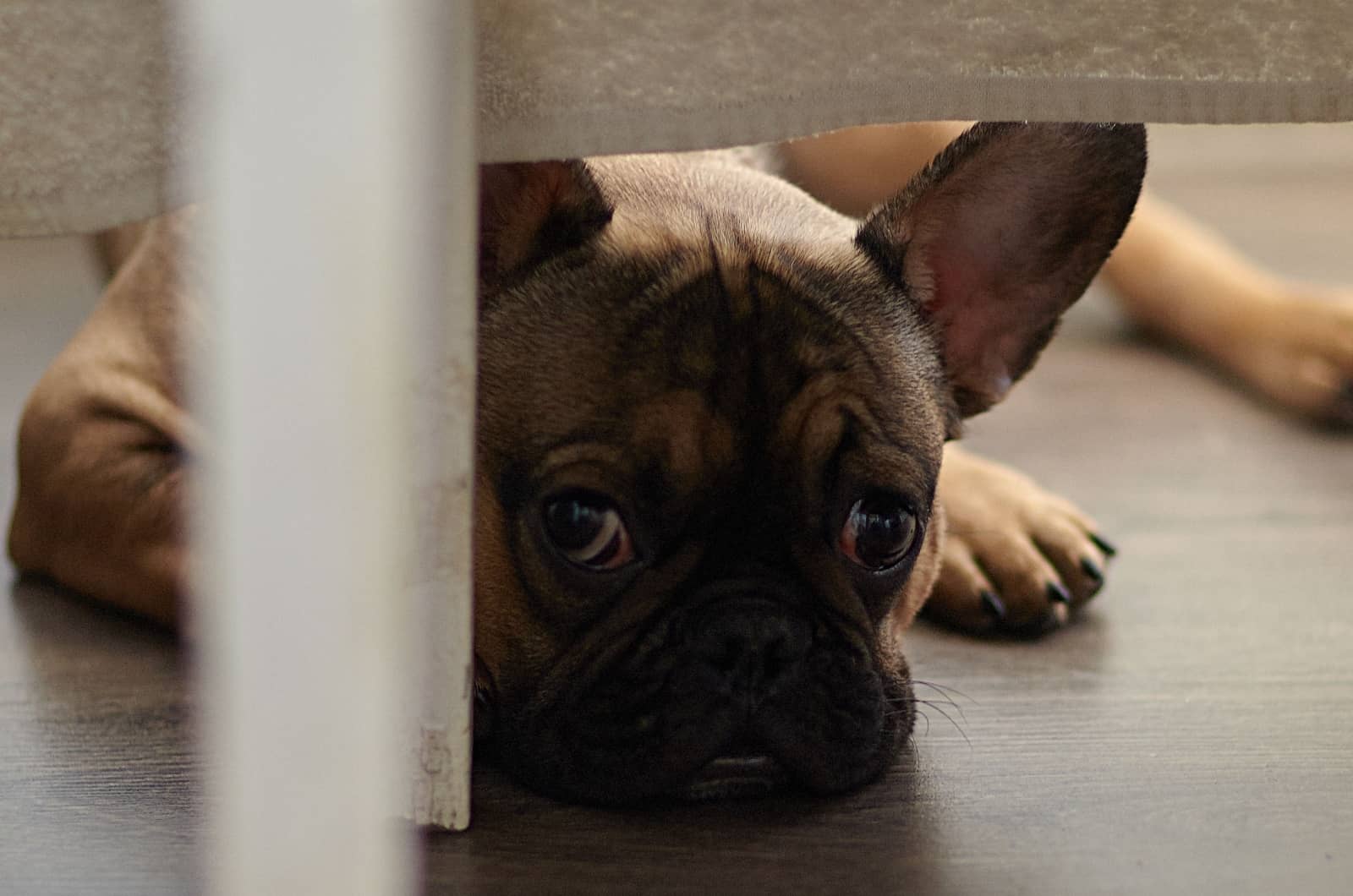 French Bulldog hiding under table