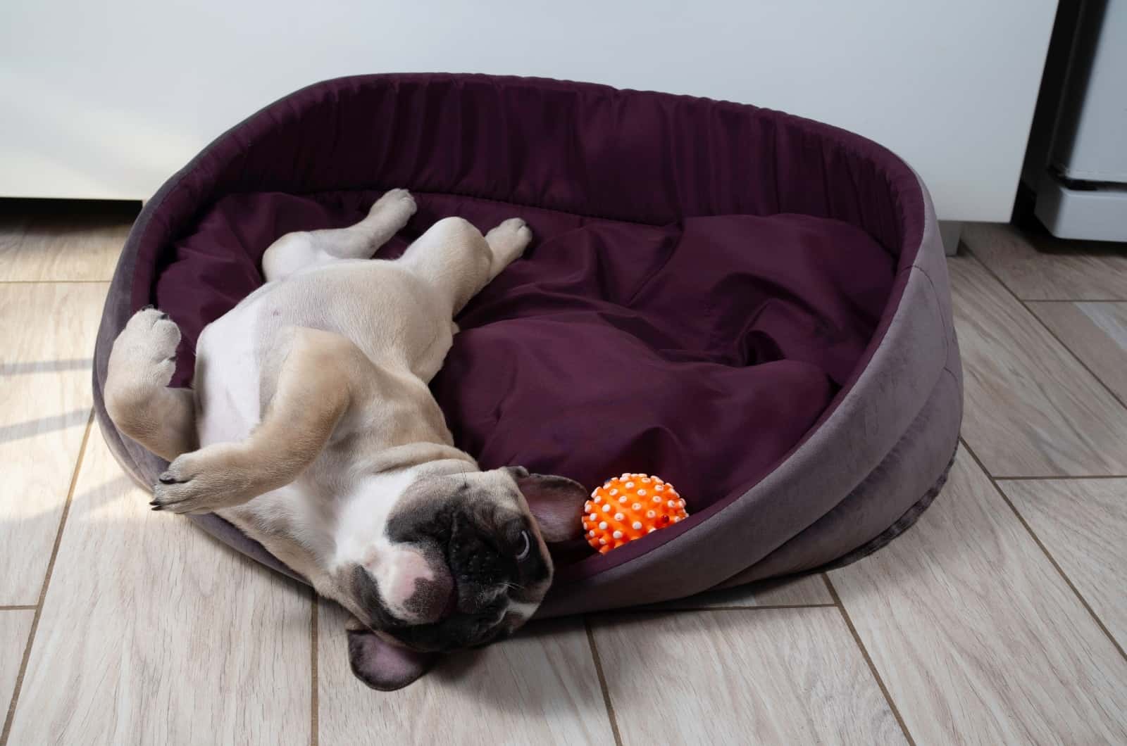 French Bulldog playing in his bed