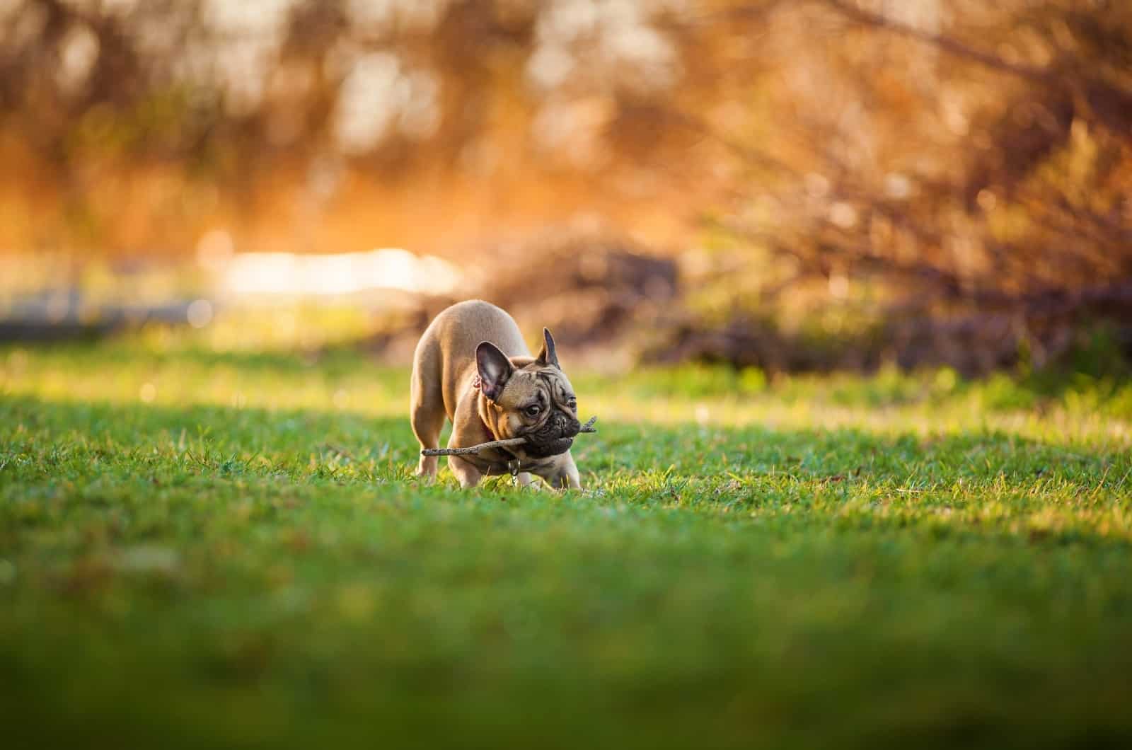 French Bulldog playing on grass