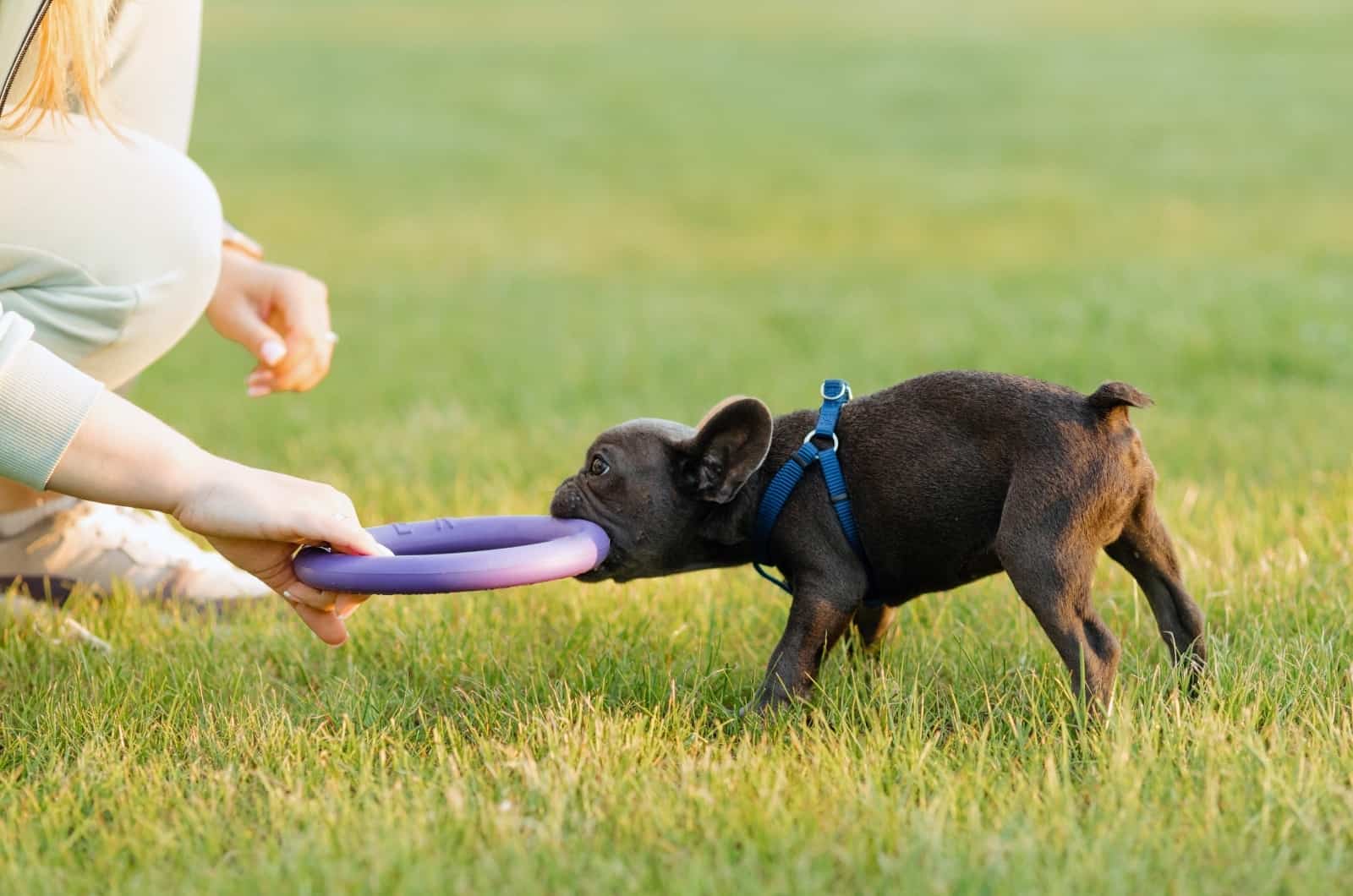 French Bulldog playing with owner