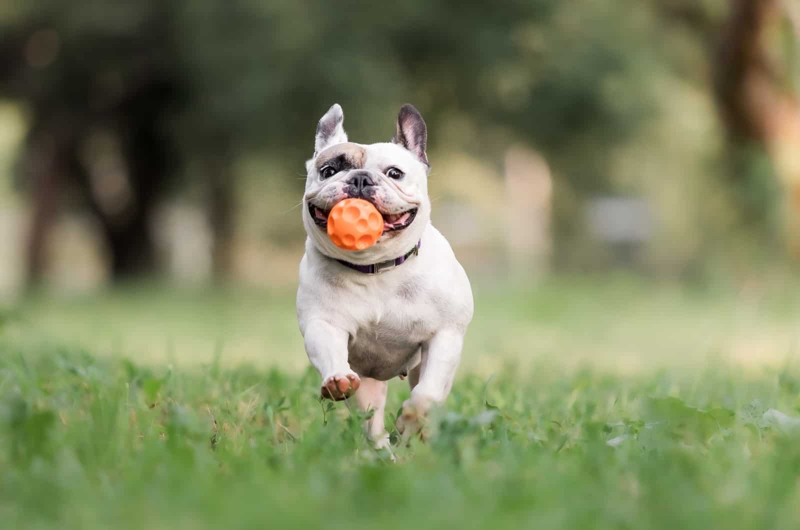 French Bulldog running on grass