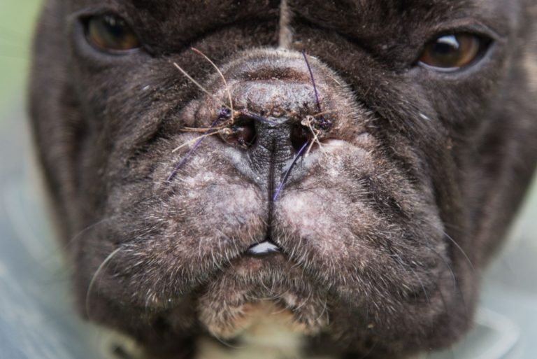 French Bulldog Nose Surgery When To Do It
