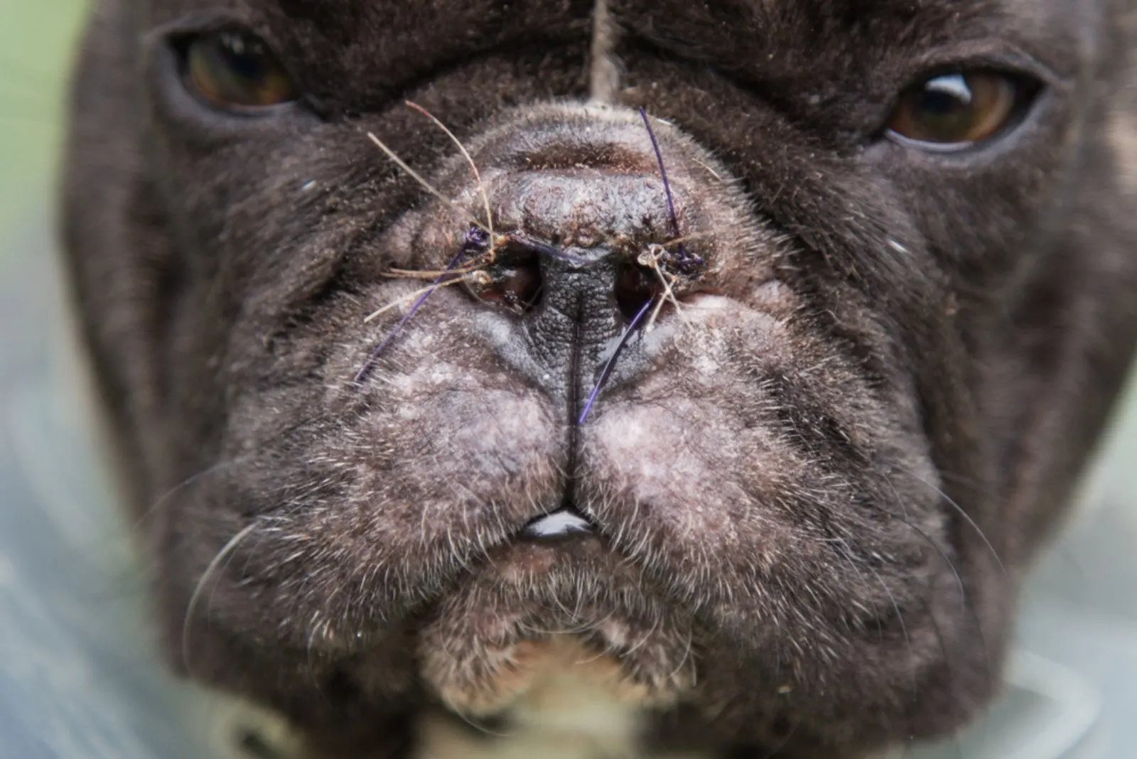 French bulldog after nose surgery.