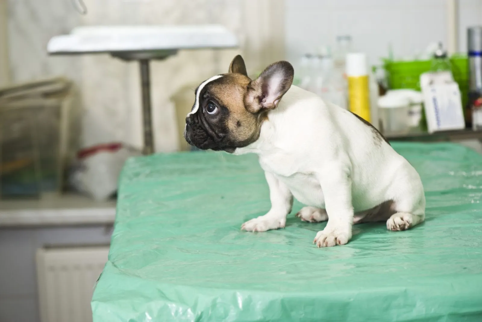 French bulldog puppy in veterinary clinic