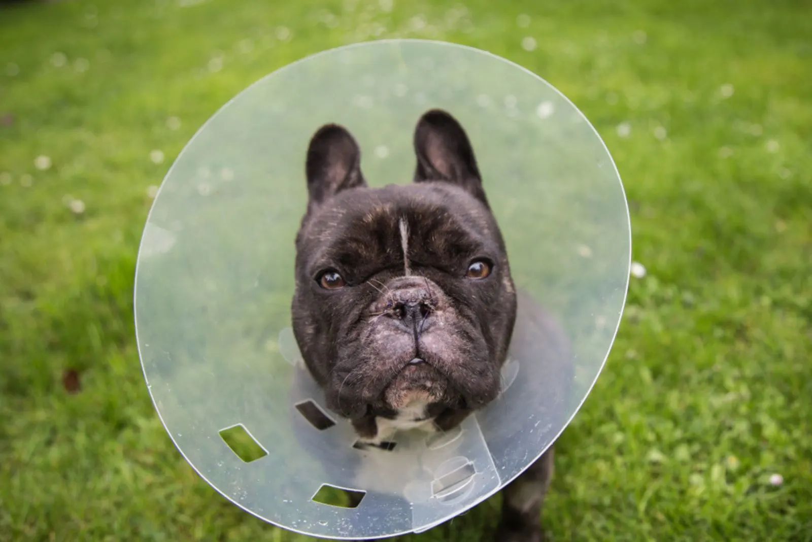 French Bulldog Nose Surgery: When To Do It