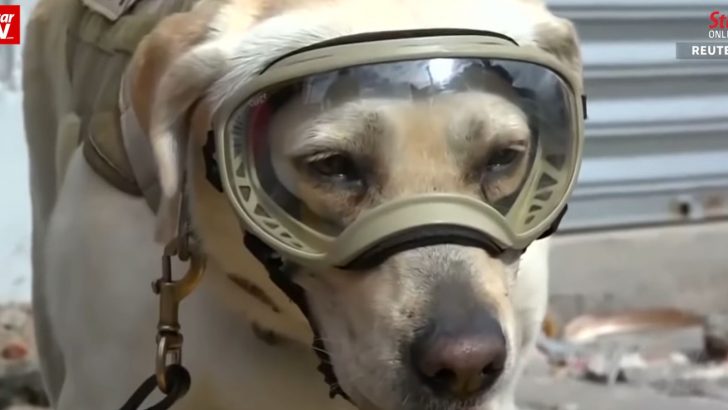 Frida The Lab – Search And Rescue Dog Turned National Hero